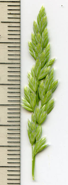  Poa annua